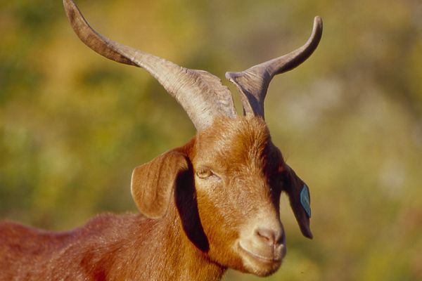 agriculture à la bresse